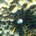 オガサワラカムリ (ユキンコボウシガニ)